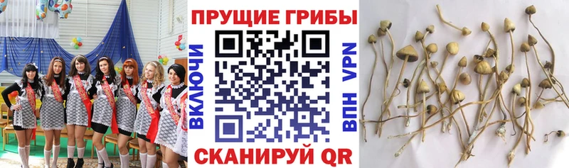 Псилоцибиновые грибы прущие грибы Касимов